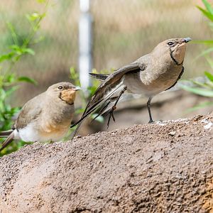 Collard Pratincole
