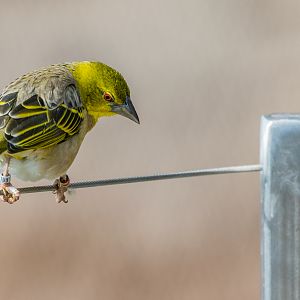 Black-Headed Weaver
