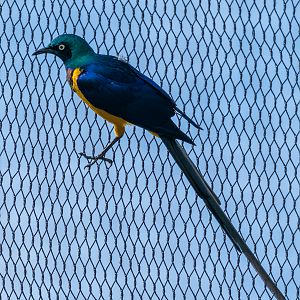 Golden-Breasted Starling