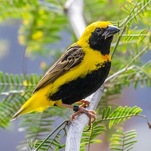 Yellow-crowned Bishop
