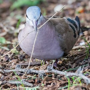 Emerald-Spotted Wood Dove