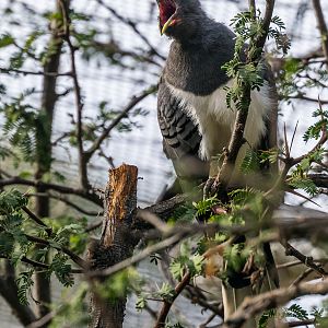 White-Bellied Go-Away-Bird