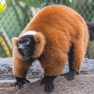 Red-ruffed lemur vocalizing in Madagascar Forest