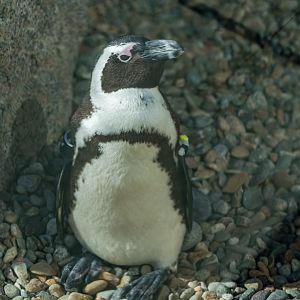 African Penguin in Cape Fynbos