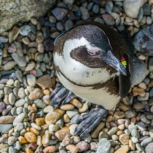 Overhead view of an African Penguin in Cape Fynbos