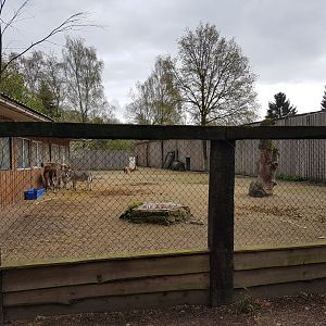 Donkey - Llama-enclosure