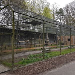 Ring-tailed lemur walk-through