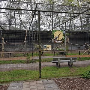 Ring-tailed lemur walk-through