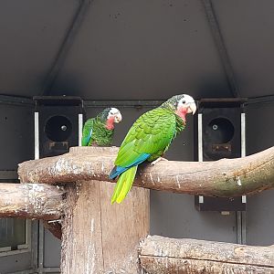 Cuban amazons