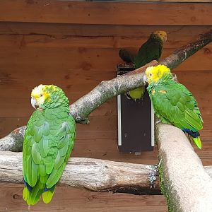 Yellow-headed amazons