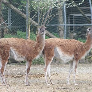 Guanacos