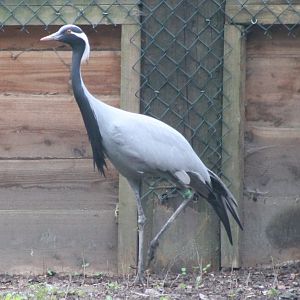 Demoiselle crane