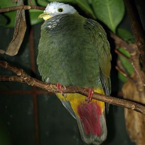 Black-naped fruit dove?