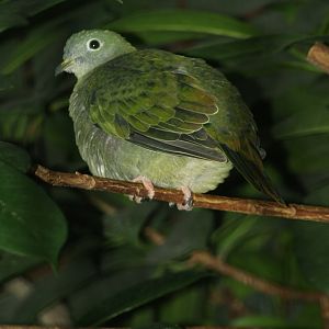Hen Black-naped fruit dove?