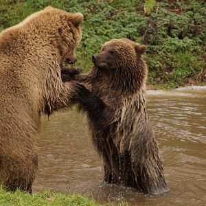 European Brown Bears