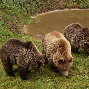European brown bears