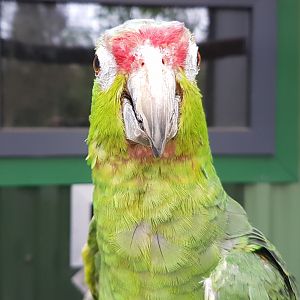 Lilac-crowned amazon