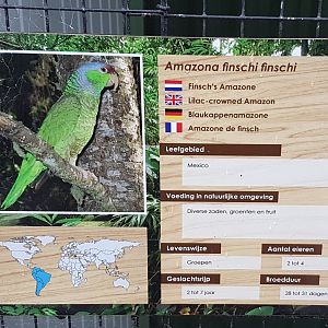 Sign Lilac-crowned amazon