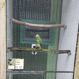 Aviary Lilac-crowned amazon