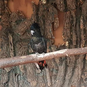 Red-tailed black cockatoo