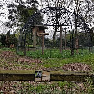 Aviary Black-chested buzzard-eagle