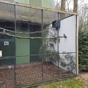 Aviary Red-footed falcon