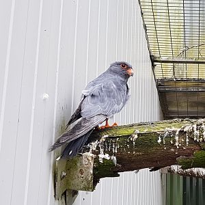 Red-footed falcon