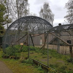 Ring-tailed lemur enclosure