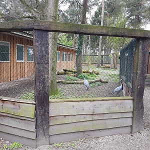 Demoiselle crane-enclosure