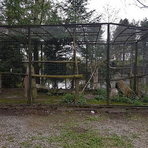 Aviary Little pied cormorant