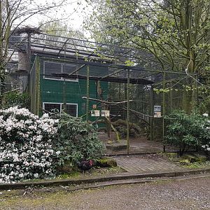 Eclectus parrot-aviary