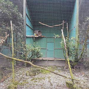 Blue and gold macaw-aviary