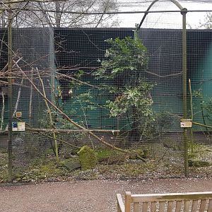 Hyacinth macaw-aviary