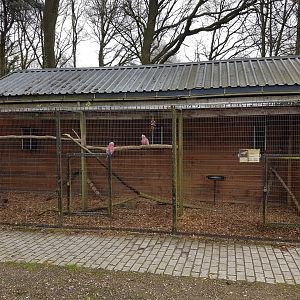 Galah-aviary