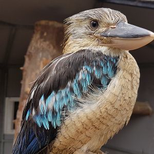 Blue-winged kookaburra