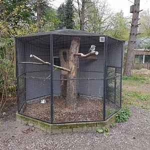 Aviary Blue-winged kookaburra