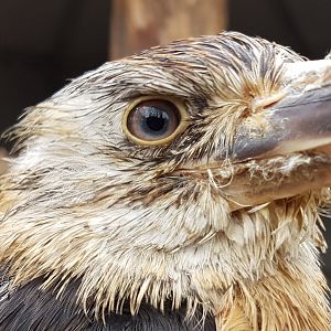 Close-up Blue-winged kookaburra