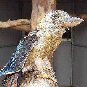 Blue-winged kookaburra