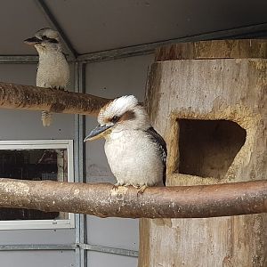 Kookaburras