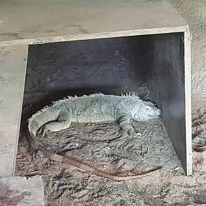 Green iguana