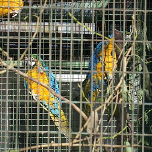 Blue-and-yellow macaw