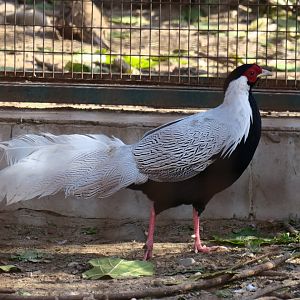 silver pheasant