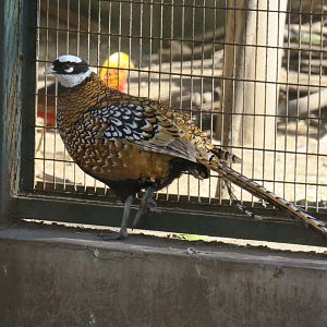 Reeves's pheasant
