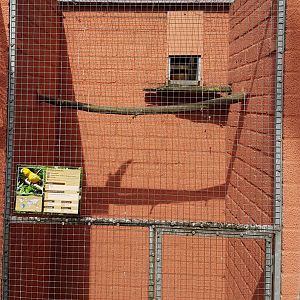 Aviary Golden conure