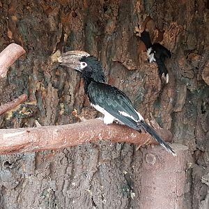 Trumpeter hornbills