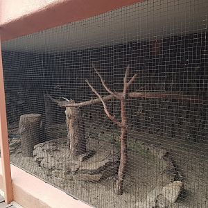 Aviary Trumpeter hornbill