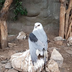 Black-shouldered kite
