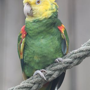 Yellow-headed amazon