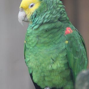 Yellow-fronted amazon
