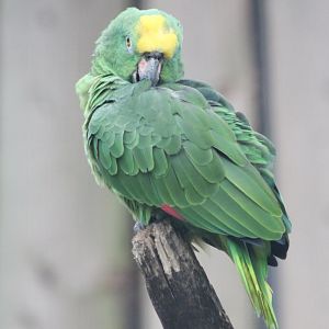 Yellow-fronted amazon